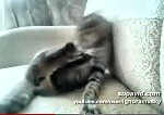 Die besten Katzen-Videos -- Katze kmpft gegen ihre Pfoten